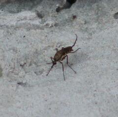 Psorophora cyanescens