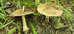 Validae