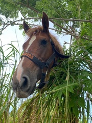Equus