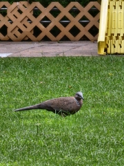 Streptopelia chinensis