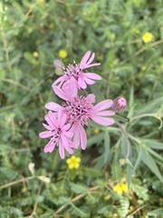 Palafoxia sphacelata