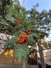 Sorbus
