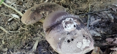Tylopilus