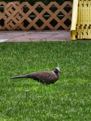 Streptopelia chinensis