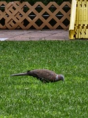 Streptopelia chinensis
