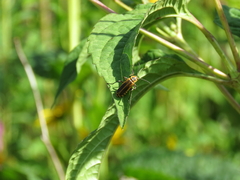 Chauliognathus pensylvanicus