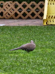 Streptopelia chinensis