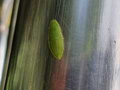 Neotituria kongosana