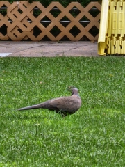 Streptopelia chinensis
