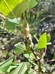 Euhexomyza schineri