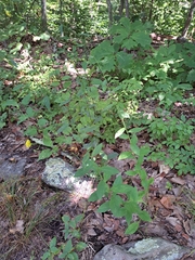 Hieracium paniculatum