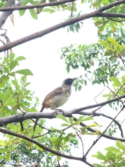 Pterorhinus perspicillatus