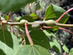 Euhexomyza schineri