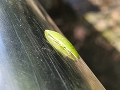 Neotituria kongosana