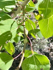 Euhexomyza schineri
