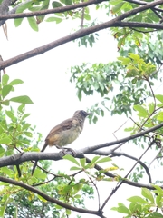 Pterorhinus perspicillatus