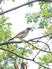 Pterorhinus perspicillatus