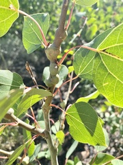 Euhexomyza schineri