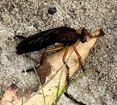 Diogmites platypterus
