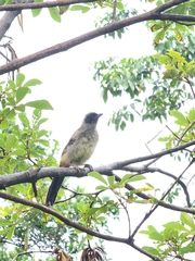 Pterorhinus perspicillatus
