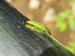 Neotituria kongosana
