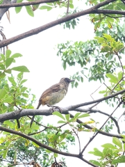 Pterorhinus perspicillatus