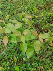 Populus balsamifera
