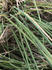 Cortaderia selloana
