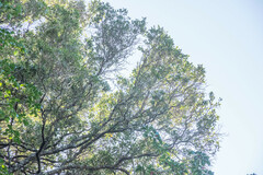 Metrosideros robusta