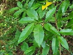 Magnolia × alba