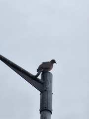 Streptopelia chinensis