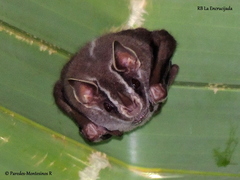 Uroderma bilobatum convexum