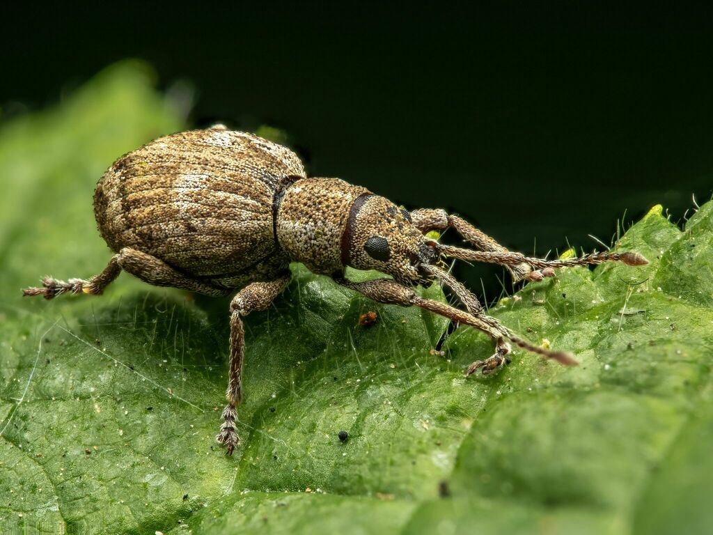 obscure root weevil