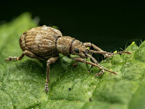obscure root weevil
