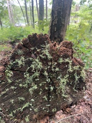 Usnea strigosa