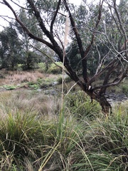 Cortaderia selloana