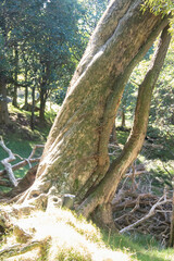 Metrosideros robusta