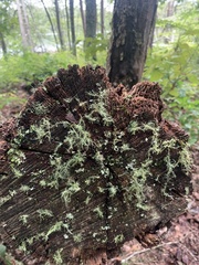 Usnea strigosa