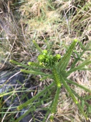 Melaleuca diosmifolia