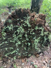 Usnea strigosa