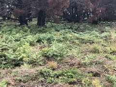 Pteridium aquilinum pubescens