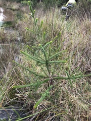 Melaleuca diosmifolia