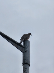 Streptopelia chinensis