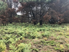 Pteridium aquilinum pubescens