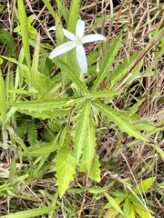 Hippobroma longiflora