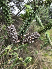 Melaleuca diosmifolia