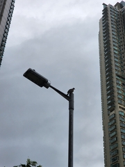 Streptopelia chinensis