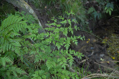 Pteris macilenta