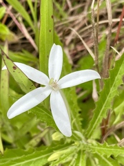 Hippobroma longiflora