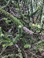 Melaleuca diosmifolia